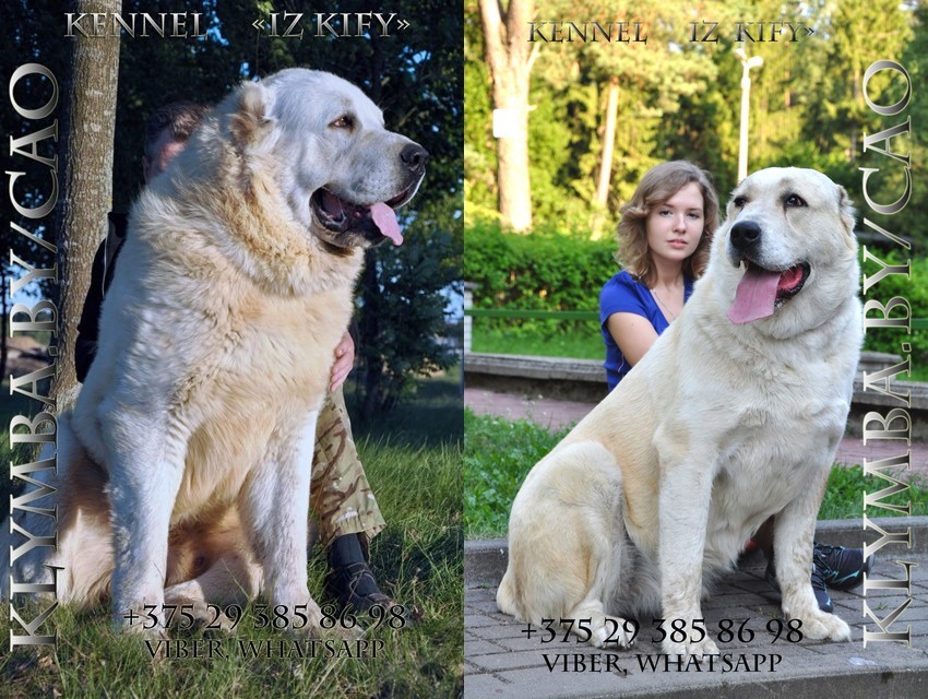 мать Еруг Кисмет (kennel alabay XXXXL