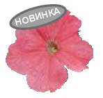 Петуния